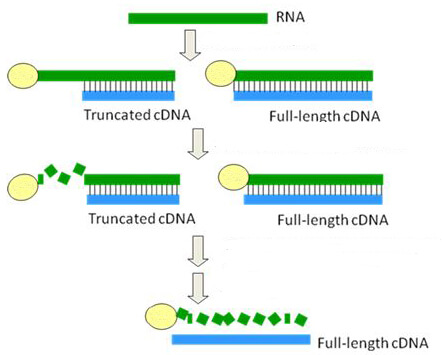 Full-Length cDNA Library Construction Service